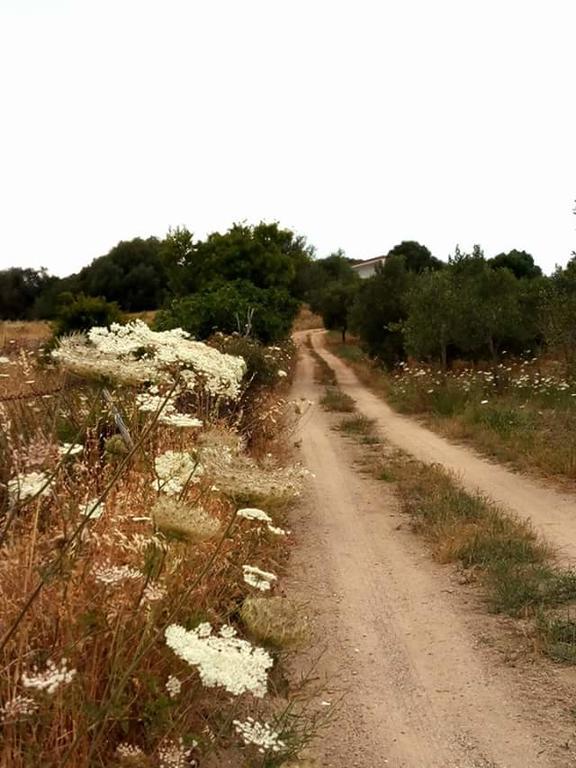 Nacchinono Bed & Breakfast Olbia Luaran gambar