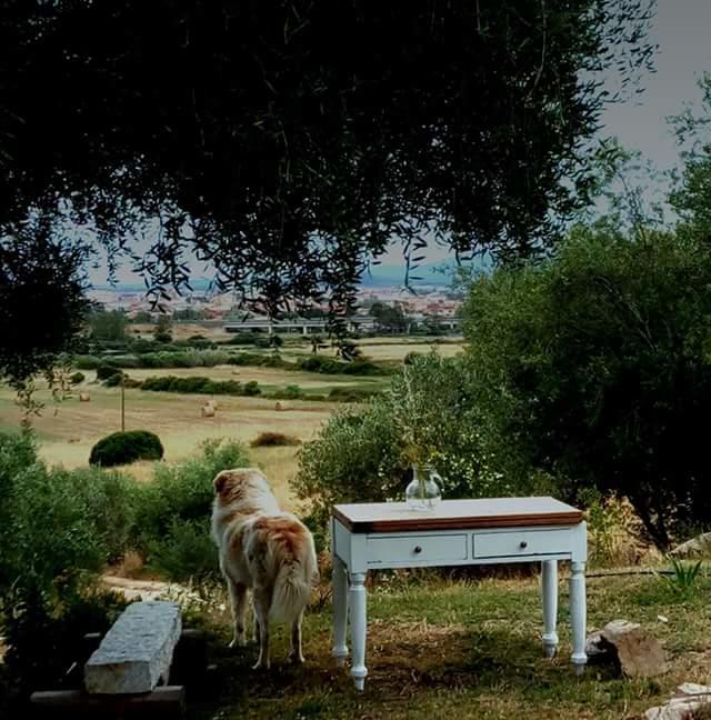 Nacchinono Bed & Breakfast Olbia Luaran gambar